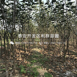 嘎啦苹果苗、嘎啦苹果苗基地图片1