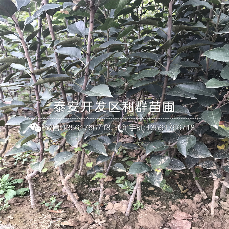 山东烟富八号苹果苗多少钱一棵