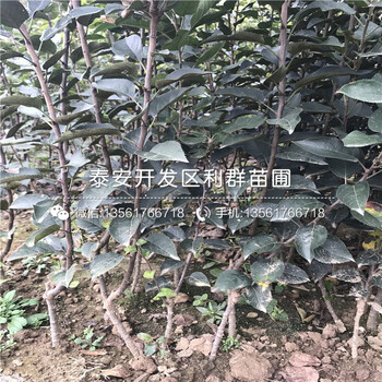 山东响富苹果树苗基地