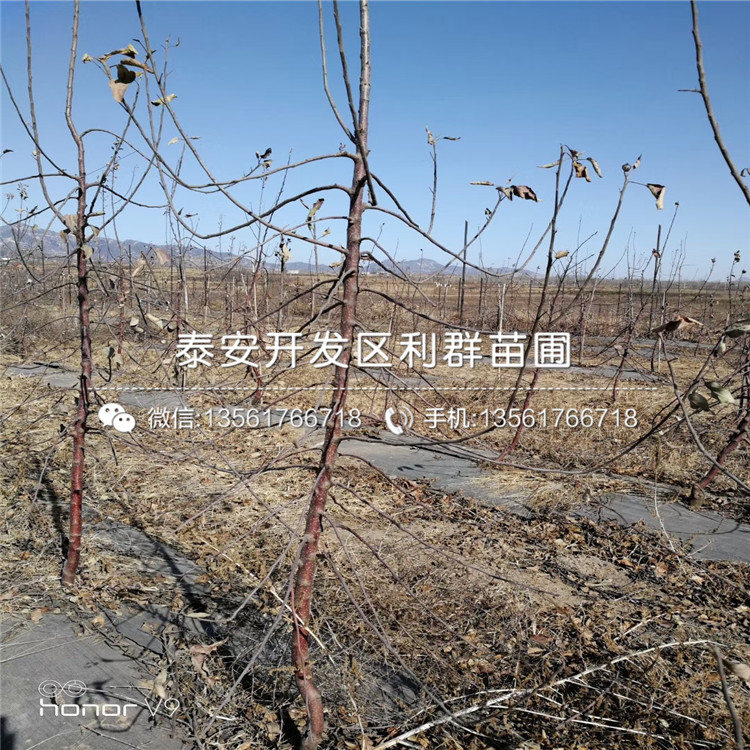 山东红嘎啦苹果苗价格