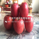 新品种批发苹果树苗批发价格是多少图片4