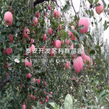红色之爱119-06苹果苗品种、红色之爱119-06苹果苗价格是多少图片0