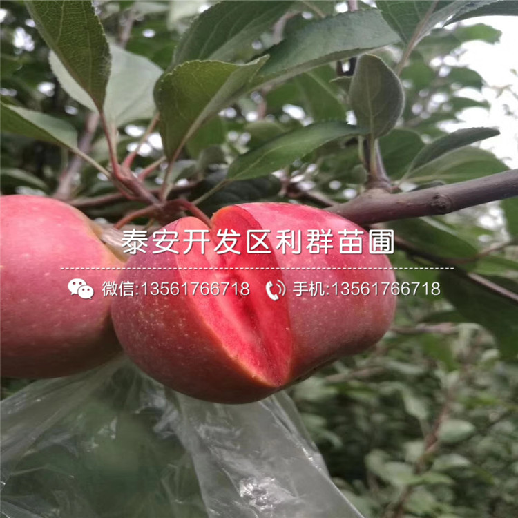 烟富3号苹果树苗出售、2018年烟富3号苹果树苗价格