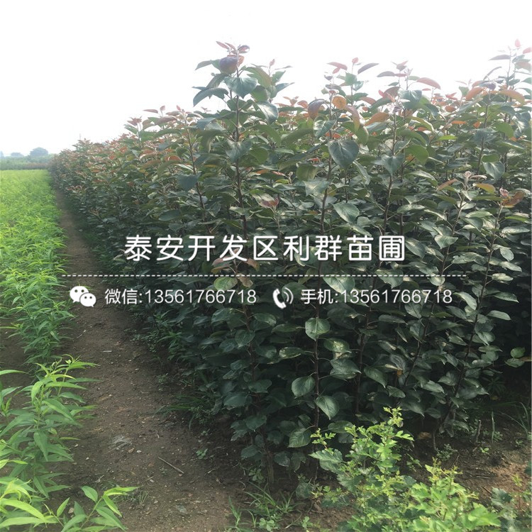 红蜜脆苹果树苗亩产量多少斤