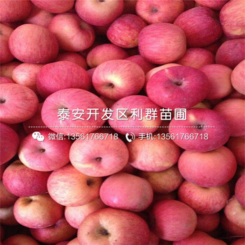 红蛇果苹果树苗出售基地、红蛇果苹果树苗多少钱一棵