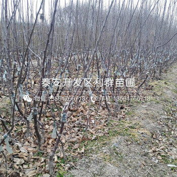 红色之恋苹果苗价格、红色之恋苹果苗出售价格