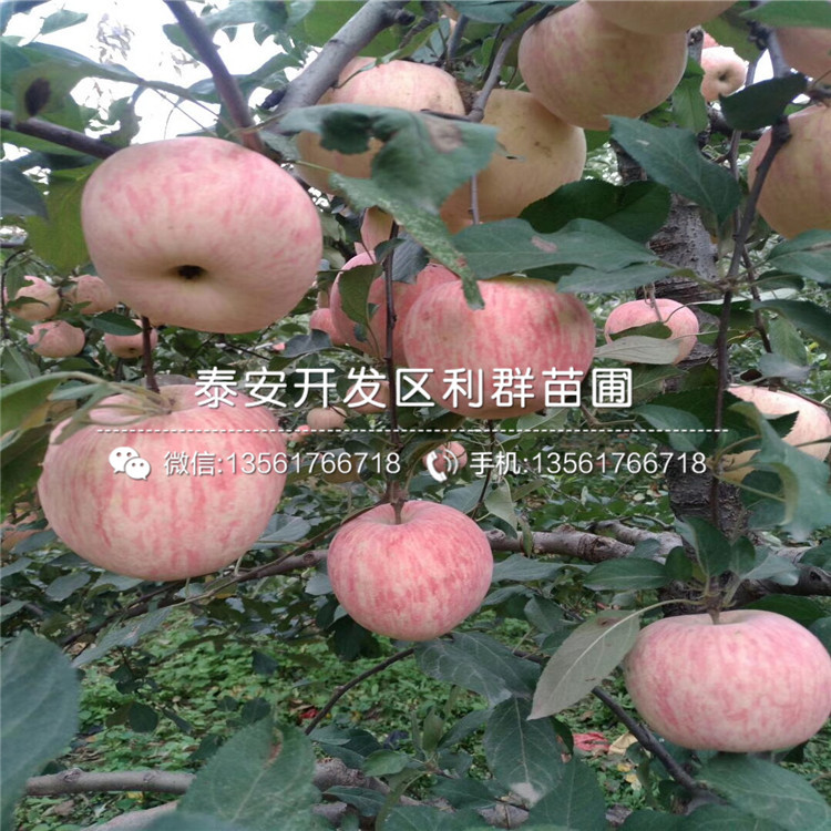 出售原生苹果苗批发价格多少