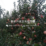 红色之爱119-06苹果苗品种、红色之爱119-06苹果苗价格是多少图片4