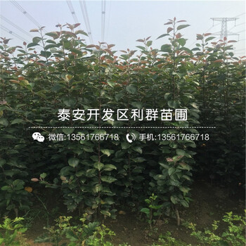 山东中秋王苹果苗多少钱