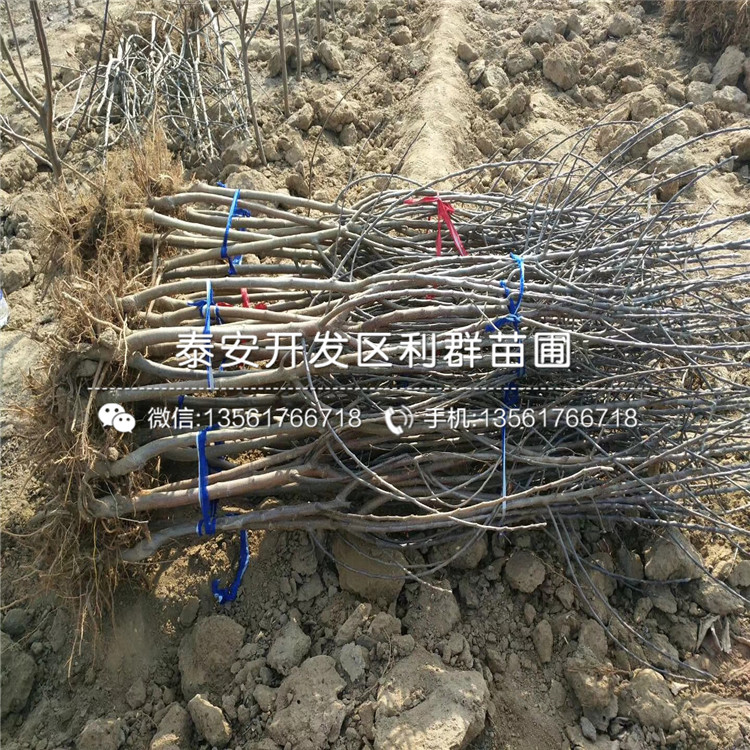 批发神富一号苹果树苗批发基地