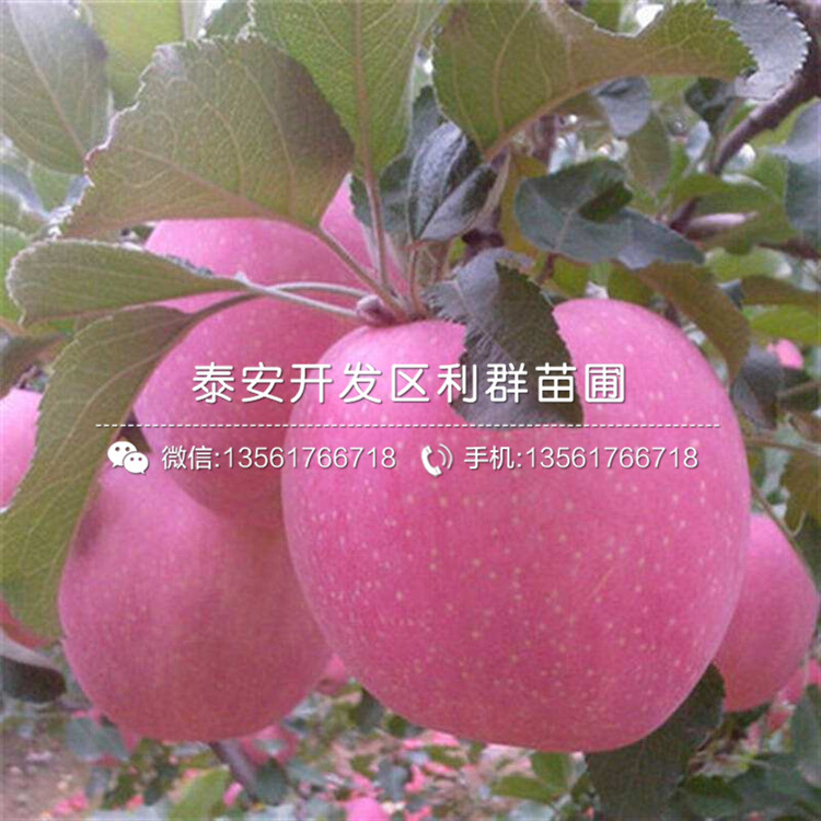 山东秦冠苹果苗