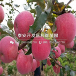 红色之爱119-06苹果苗品种、红色之爱119-06苹果苗价格是多少图片2