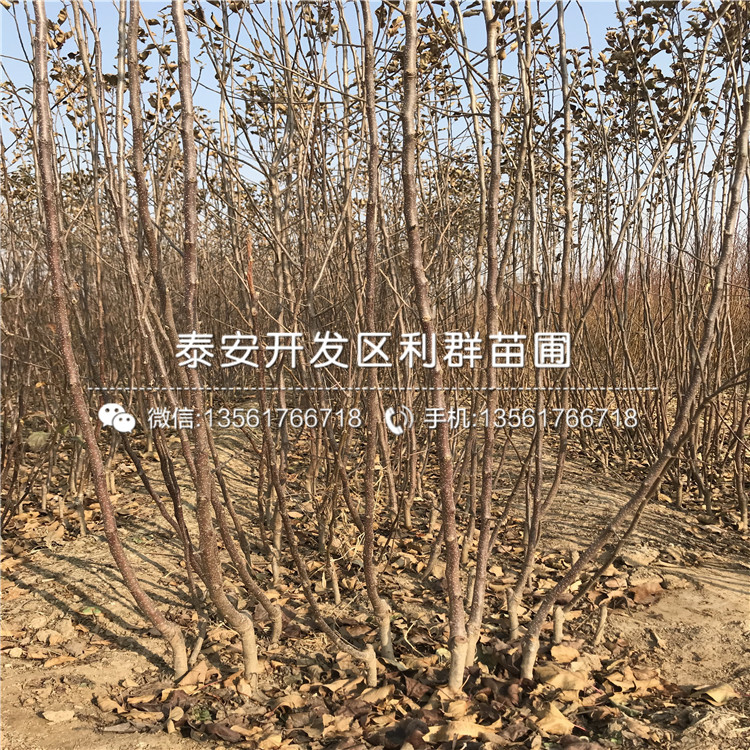 嘎啦苹果苗批发出售价格