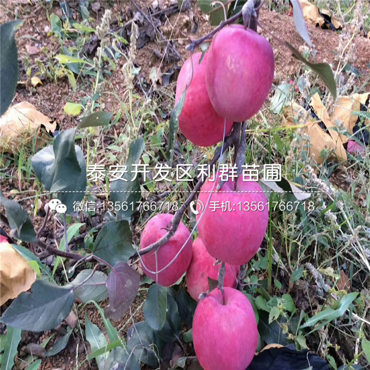 烟富8号苹果苗格是多少