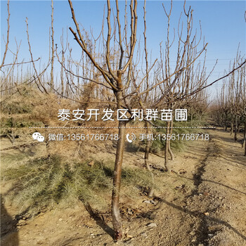 全红梨苗批发基地