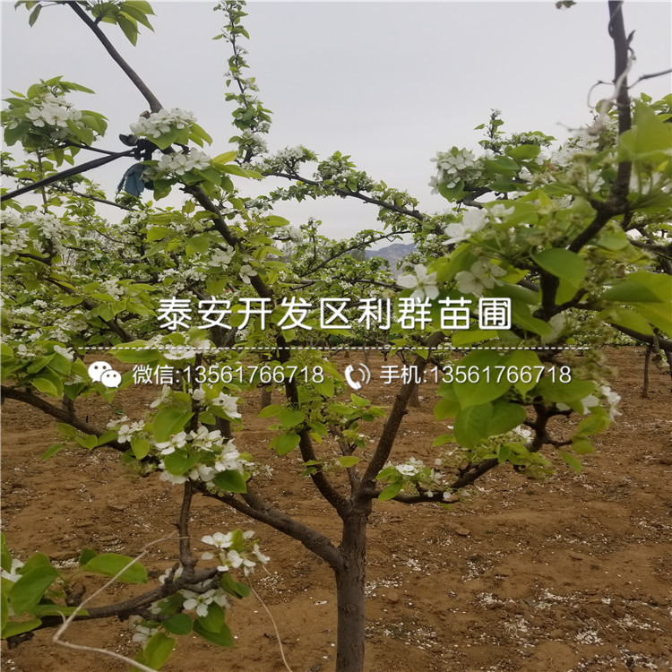 奇红早酥梨梨树苗格