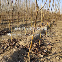 3公分梨苗多少钱、2018年3公分梨苗多少钱一棵图片
