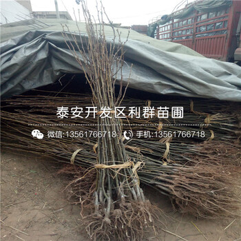 玉露香梨苗出售基地