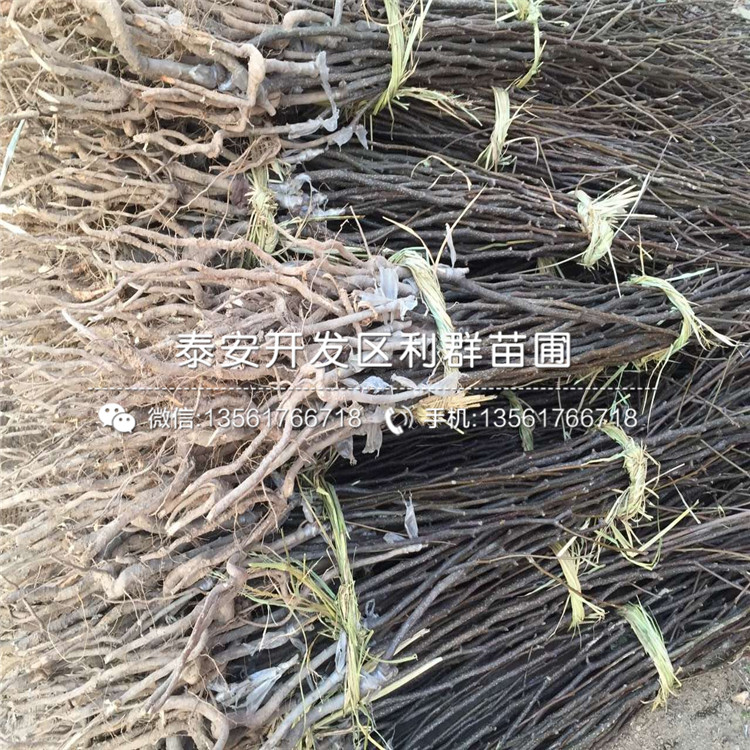 哪里有庫爾勒梨樹苗批發(fā)、庫爾勒梨樹苗價格多少