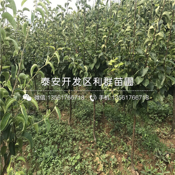 出售紅香酥梨樹苗批發(fā)價(jià)格多少