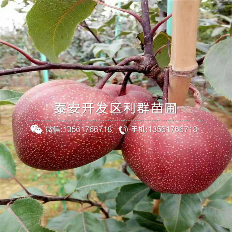 新品种红梨1号梨苗多少钱一棵