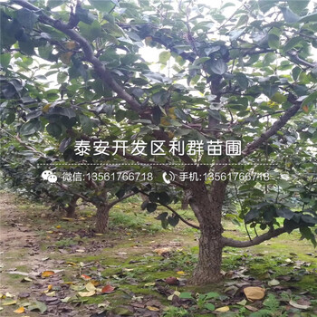 綠寶石梨樹(shù)苗多少錢(qián)、2018年綠寶石梨樹(shù)苗多少錢(qián)一棵