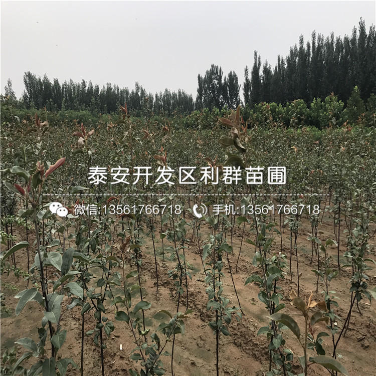 三红梨树苗出售基地