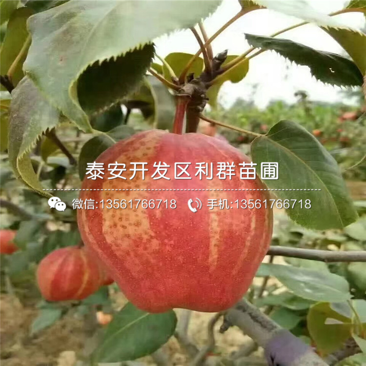 梨苗品种
