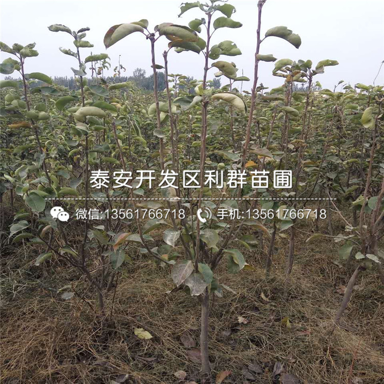 玉露香梨树苗价格行情