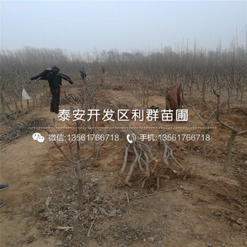 嫁接梨苗哪里有賣
