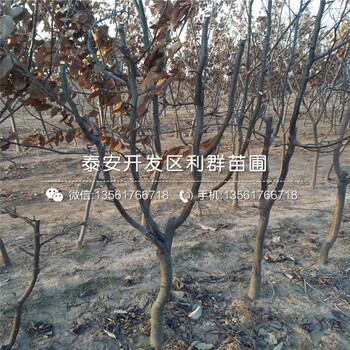 秋月梨苗基地、山東秋月梨苗批發(fā)價格是多少