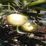 黄金梨苗品种图片0
