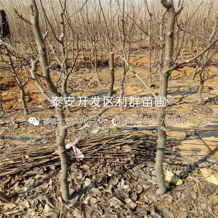 红巴梨苗批发、红巴梨苗出售基地