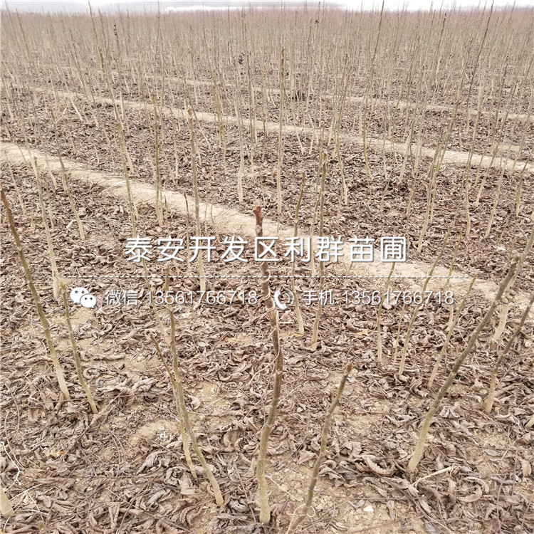 无核柿子苗价格、无核柿子苗价格多少