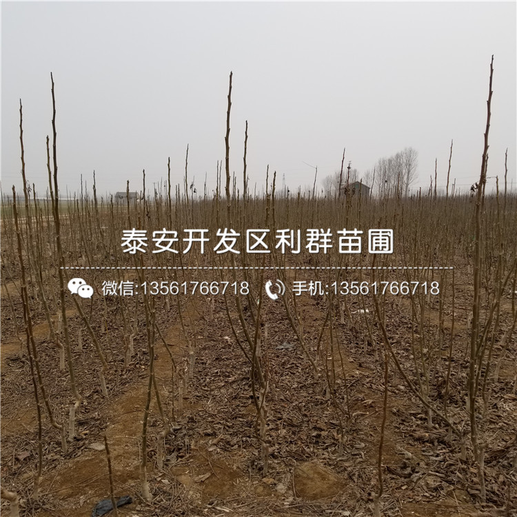 核桃樹多少錢、2018年核桃樹批發(fā)基地