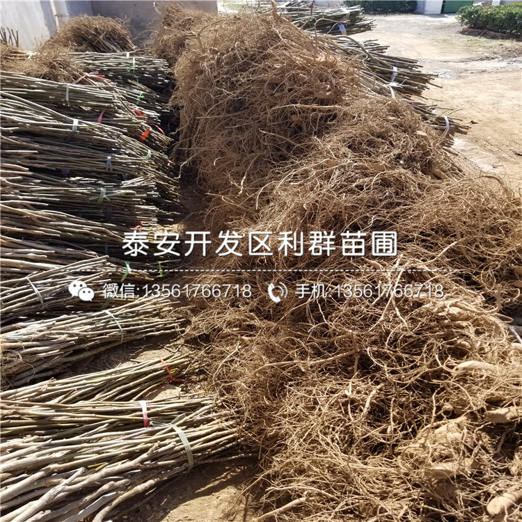 無核柿子苗、無核柿子苗批發(fā)基地