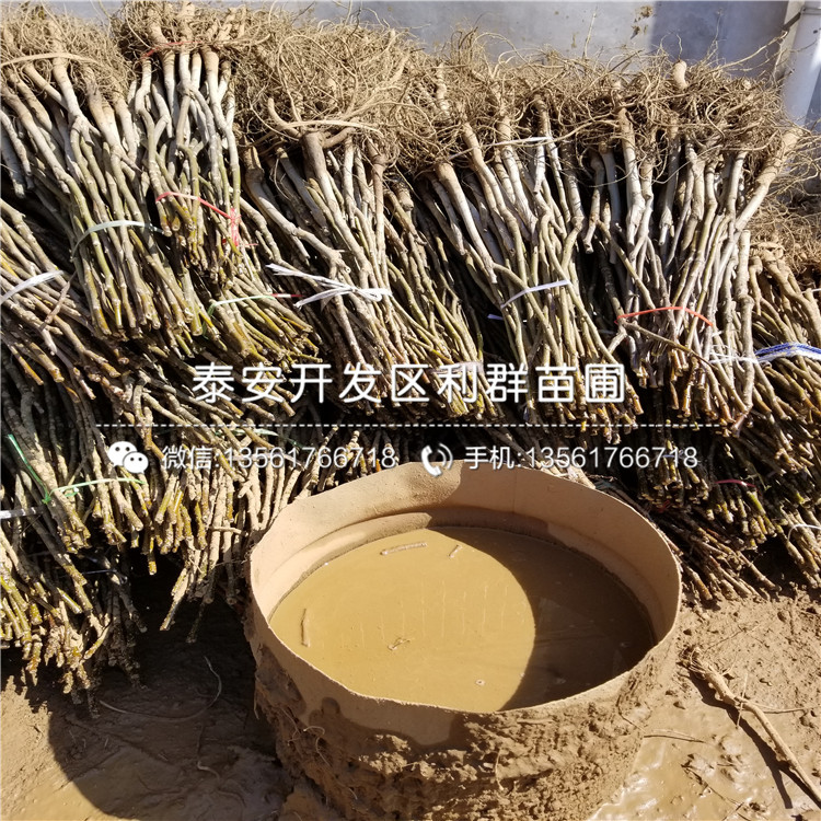 無(wú)核柿子苗基地、無(wú)核柿子苗格多少