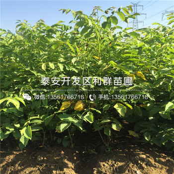 新品種核桃樹樹苗批發(fā)價(jià)格