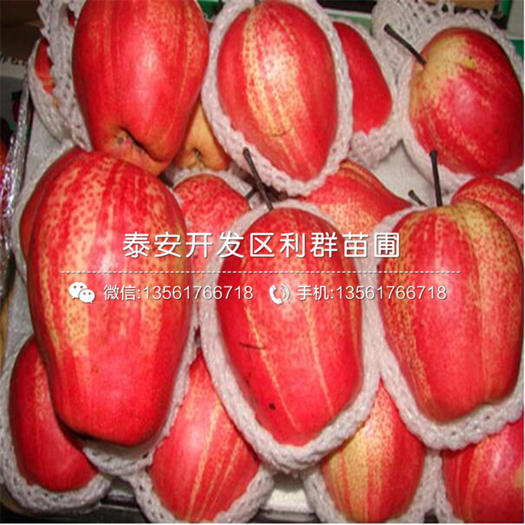 2018年新高梨树苗品种