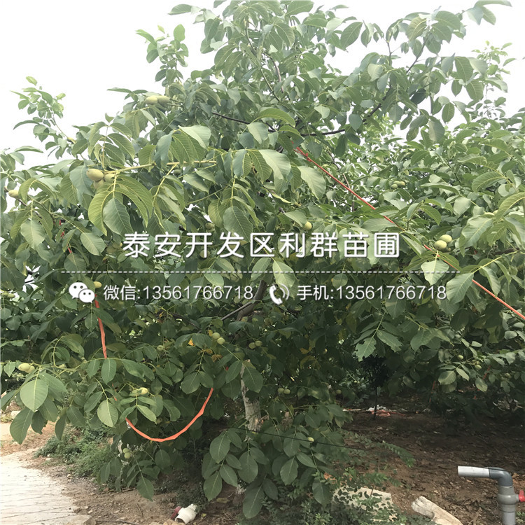 一亩地能种植多少棵无核柿子苗