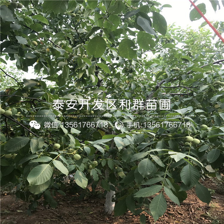 无核方柿子树苗批发、无核方柿子树苗批发基地