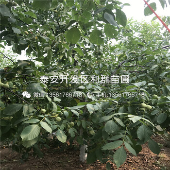 無核柿子苗基地、無核柿子苗出售價格是多少