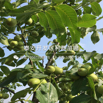 新品種無(wú)核方柿子苗批發(fā)