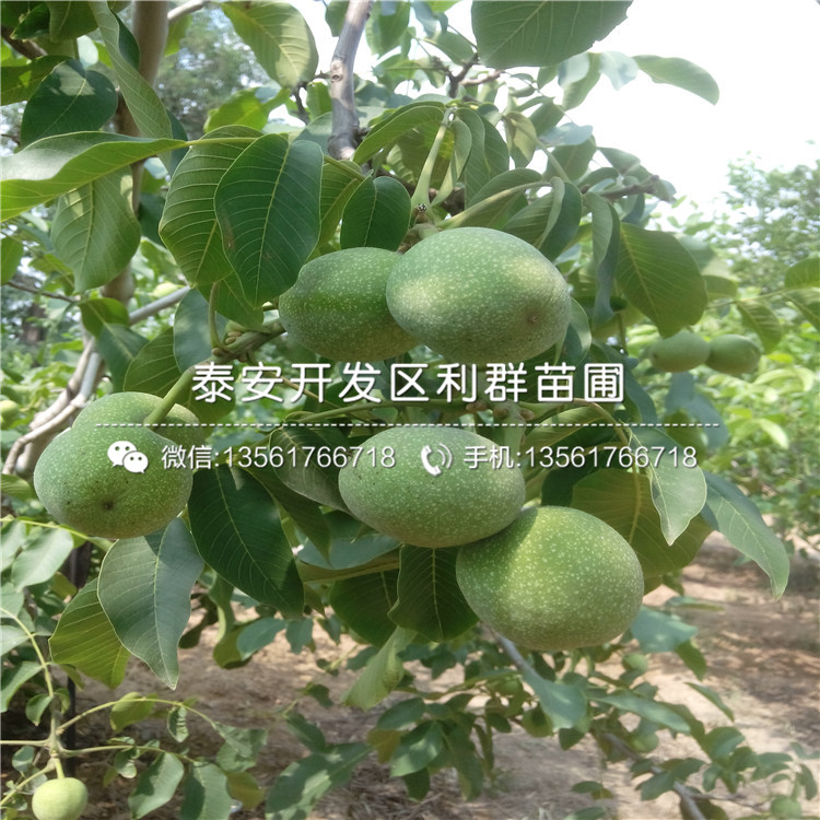 无核方柿子树苗批发、无核方柿子树苗批发基地