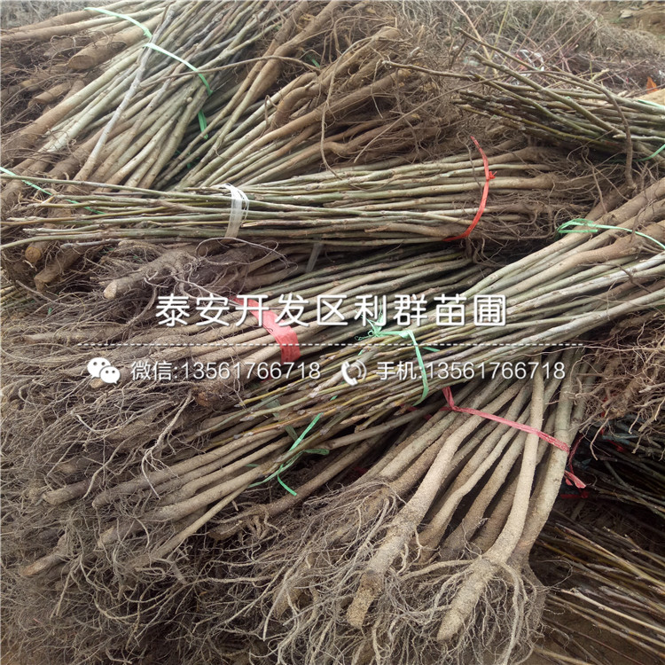 無核方柿子樹苗報(bào)價(jià)、無核方柿子樹苗報(bào)價(jià)是多少