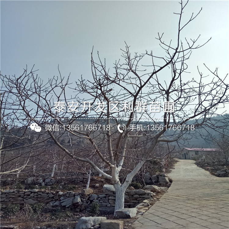 核桃樹(shù)樹(shù)苗價(jià)格、2018年核桃樹(shù)樹(shù)苗多少錢一棵