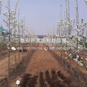 占地梨苗品種、占地梨苗多少錢一棵