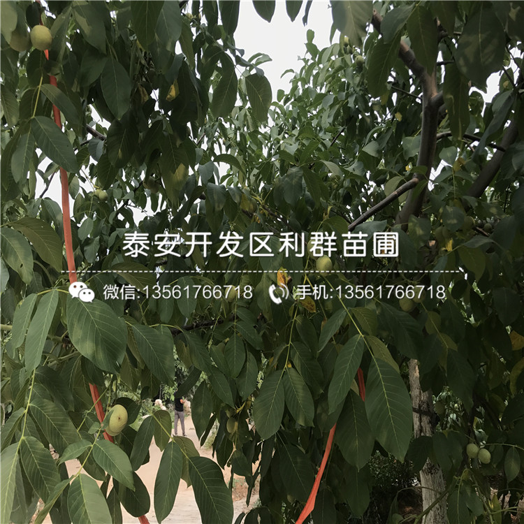 山東核桃樹多少錢一棵、山東核桃樹出售價(jià)格