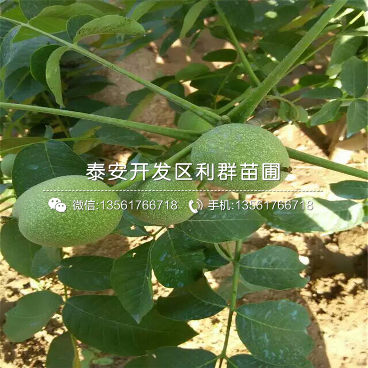 核桃樹樹苗、核桃樹樹苗出售價格