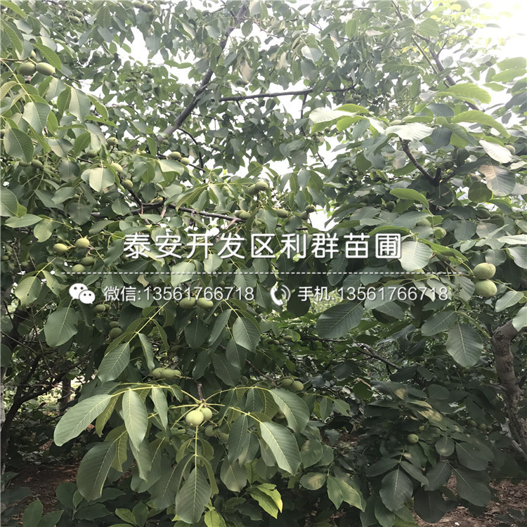 無核柿子苗基地報(bào)價(jià)